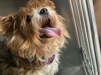 Helda~FOSTER or FOSTER TO ADOPT NEEDED~ -  Yorkshire Terrier Dog for Adoption in Minneapolis, Minnesota - Helda~FOSTER Or FOSTER TO ADOPT NEEDED~ | PetCurious