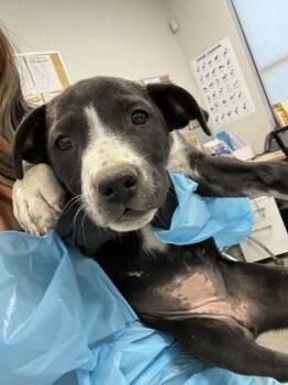 Bog Witch -  Hound and Mixed Breed Dog for Adoption in Fresno, California - Bog Witch | PetCurious