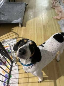 Rescue Hound and Mixed Breed Dogs for Adoption in Pinellas Park, Florida - Maxine | PetCurious