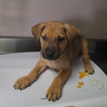 Capri Sun -  Retriever and Mixed Breed Dog for Adoption in San Antonio, Texas - Capri Sun | PetCurious