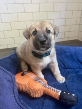 Blitz (Light Blue) -  German Shepherd Dog Dog for Adoption in Manhattan Beach, California - Blitz (Light Blue) | PetCurious