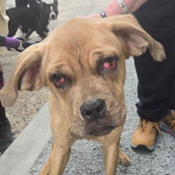 Mixed Breed Dogs Available for Adoption in Philadelphia, Pennsylvania - Drucilla | PetCurious