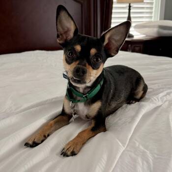 Chihuahua Dogs Available for Adoption in Freeport, Florida - Gizmo | PetCurious