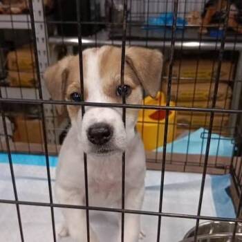 Charlotte -  Retriever and Mixed Breed Dog for Adoption in Dover, Arkansas - Charlotte | PetCurious