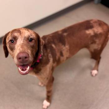 Chillie -  Catahoula Leopard Dog and Mixed Breed Dog for Adoption in Lynchburg, Virginia - Chillie | PetCurious