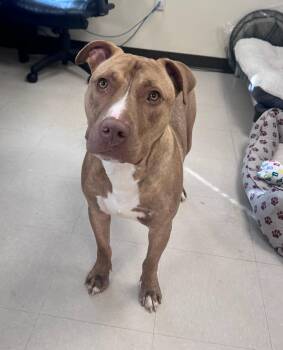 Daxton -  Pit Bull Terrier Dog for Adoption in Clayton, New Jersey - Daxton | PetCurious
