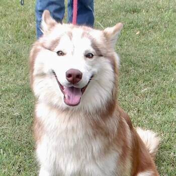 Mr. Watson -  Husky Dog for Adoption in Gloucester, Virginia - Mr. Watson | PetCurious