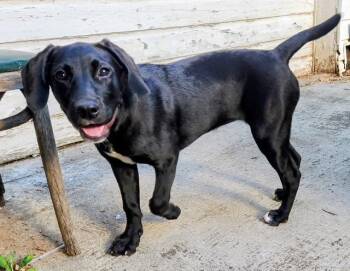 Beyonce - Foster Needed -  Black Labrador Retriever Dog for Adoption in Monticello, Minnesota - Beyonce - Foster Needed | PetCurious