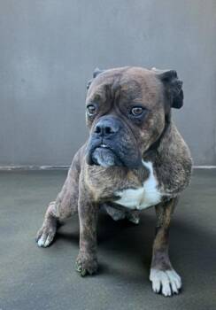 Boxer Bear -  Boxer Dog for Adoption in Lucas, Texas - Boxer Bear | PetCurious