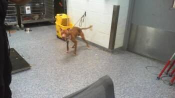 A1267677 -  Mixed Breed Dog for Adoption in Charlotte, North Carolina - A1267677 | PetCurious