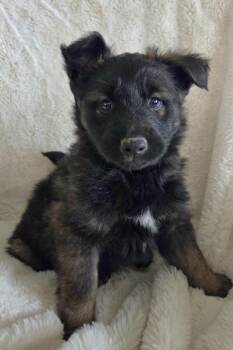 Border Collie and German Shepherd Dog Dogs Available for Adoption in Yakima, Washington - Tyler | PetCurious
