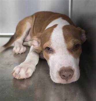 HELGA -  Pit Bull Terrier Dog for Adoption in Tallahassee, Florida - HELGA | PetCurious