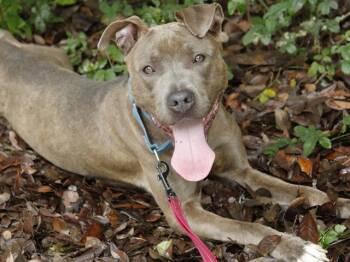 BERLIN -  American Staffordshire Terrier and Mixed Breed Dog for Adoption in Tallahassee, Florida - BERLIN | PetCurious