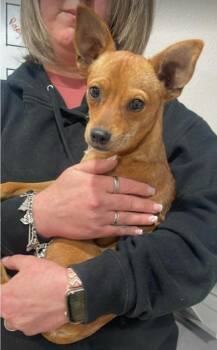 Chihuahua Dogs Available for Adoption - Milo | PetCurious