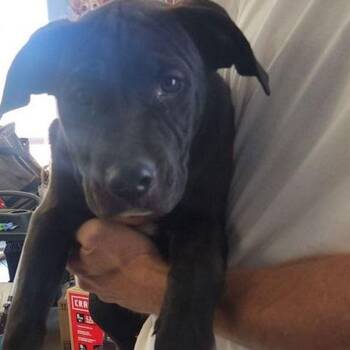 Labrador Retriever Dogs Available for Adoption in Kingman, Arizona - Arnold | PetCurious