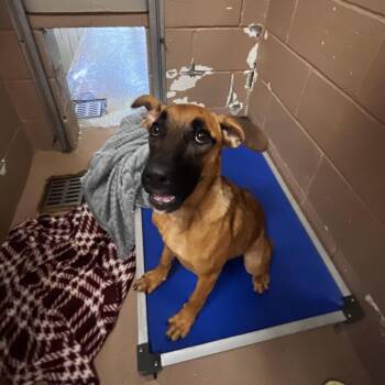 Charlie -  Shepherd and Belgian Shepherd Malinois Dog for Adoption in Jacksboro, Tennessee - Charlie | PetCurious