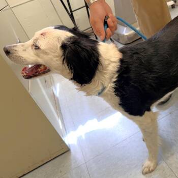 Border Collie Dogs Available for Adoption in Warrensburg, Missouri - Twinkle | PetCurious