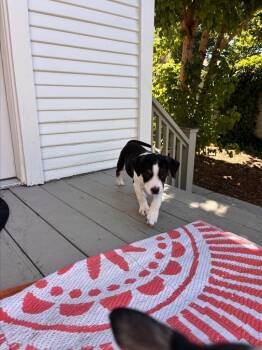 Bodie -  Cattle Dog Dog for Adoption in Millcreek, Utah - Bodie | PetCurious