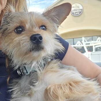 Mr. Pepper -  Silky Terrier Dog for Adoption in Sonoma, California - Mr. Pepper | PetCurious