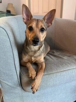 Chihuahua and Terrier Dogs Available for Adoption - Pepito | PetCurious