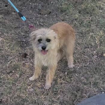 Terrier and Chihuahua Dogs Available for Adoption in Tucson, Arizona - Selena | PetCurious