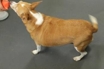 Freya -  Cardigan Welsh Corgi and Chihuahua Dog for Adoption in Picayune, Mississippi - Freya | PetCurious