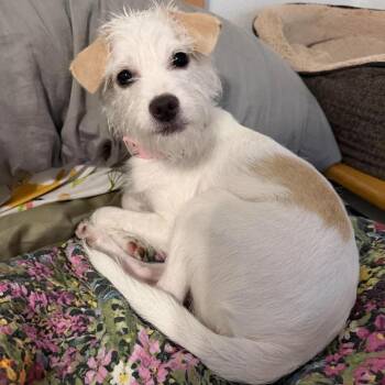 Magnolia -  Maltese and Mixed Breed Dog for Adoption in Tacoma, Washington - Magnolia | PetCurious