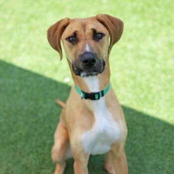 Capri -  Hound and Shepherd Dog for Adoption in Atlanta, Georgia - Capri | PetCurious