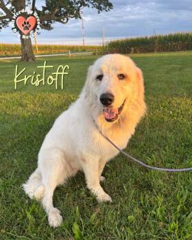 Kristaff -  Great Pyrenees Dog for Adoption in Joliet, Illinois - Kristaff | PetCurious