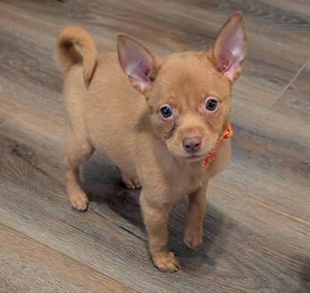 Chihuahua Dogs Available for Adoption in The Woodlands, Texas - Bob | PetCurious