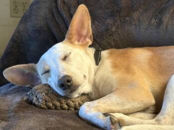 Milly -  Cattle Dog Dog for Adoption in ROUGH READY, California - Milly | PetCurious
