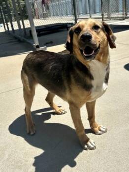 coconutty -  Mixed Breed Dog Available for Adoption in King William, Virginia - Coconutty | PetCurious