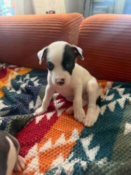 Cardamom -  Mixed Breed Dog for Adoption in Cincinnati, Ohio - Cardamom | PetCurious