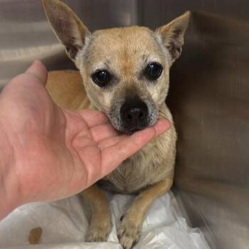 Chihuahua Dogs Available for Adoption in Bastrop, Texas - Athena 26-05-126 | PetCurious