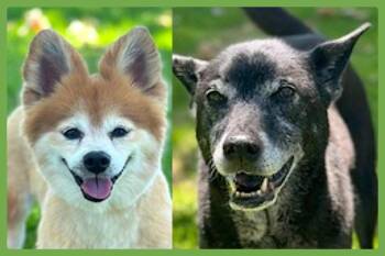 Pomeranian and German Shepherd Dog Dogs Available for Adoption in Amherst, Massachusetts - Eevee And Ellie | PetCurious