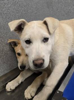 German Shepherd Dog and Husky Dogs Available for Adoption - Emmer | PetCurious