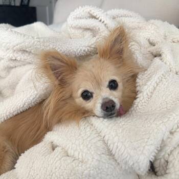 Fluffy -  Pomeranian and Yorkshire Terrier Dog for Adoption in Mount Prospect, Illinois - Fluffy | PetCurious