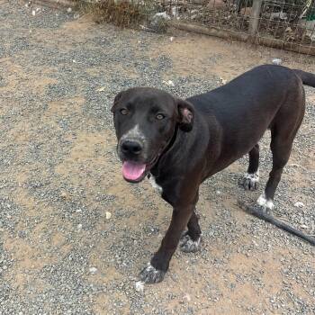 Lady -  Labrador Retriever Dog for Adoption in Santa Monica, California - Lady | PetCurious