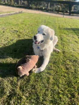 Rescue Great Pyrenees Dogs for Adoption in Granite Bay, California - BODHI | PetCurious
