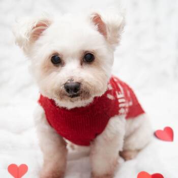 Maltese and West Highland White Terrier Westie Dogs Available for Adoption - Toto | PetCurious