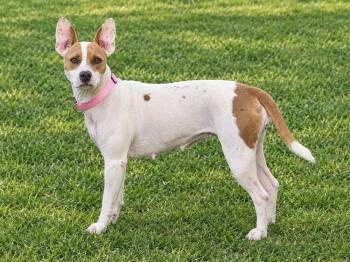 Bell -  American Bulldog and Terrier Dog for Adoption in Colorado Springs, Colorado - Bell | PetCurious