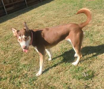 Rescue Siberian Husky Dogs for Adoption in Plano, Texas - Phoenix A214350 | PetCurious