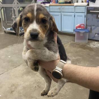Mixed Breed Dogs Available for Adoption in Corbin, Kentucky - Smith | PetCurious