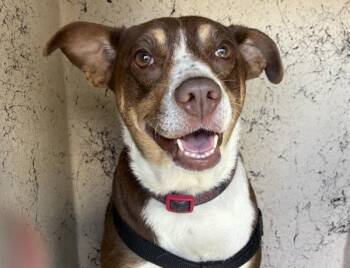 *Slug Bug* -  Australian Cattle Dog Blue Heeler Dog for Adoption in Salt Lake City, Utah - *Slug Bug* | PetCurious