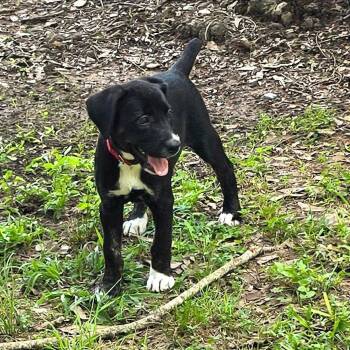 Darby -  Mixed Breed Dog for Adoption in Binghamton, New York - Darby | PetCurious