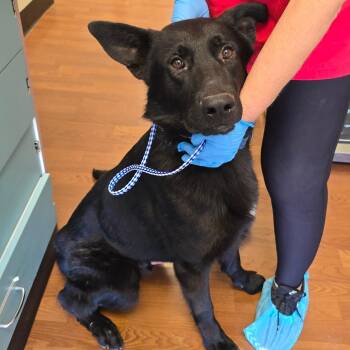 Damon -  German Shepherd Dog Dog for Adoption in Milan, Illinois - Damon | PetCurious