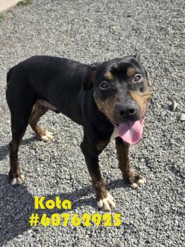Pit Bull Terrier Dogs Available for Adoption in Wilkes-barre, Pennsylvania - Kota  | PetCurious