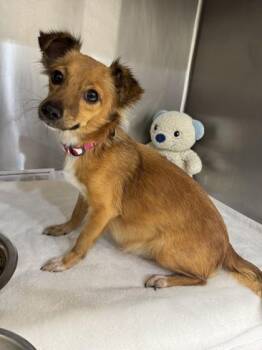 Pearl -  Terrier and Mixed Breed Dog for Adoption in Honolulu, Hawaii - Pearl | PetCurious