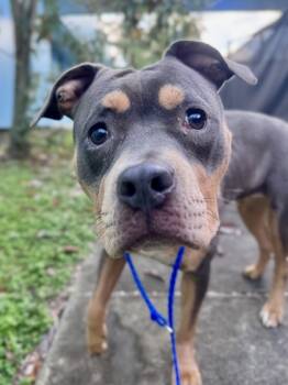 Rescue Pit Bull Terrier and Mixed Breed Dogs for Adoption in New Orleans, Louisiana - Fiddlestick | PetCurious