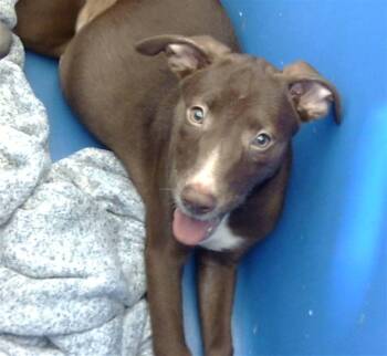 MOANA -  Mixed Breed Dog for Adoption in Dallas, Texas - MOANA | PetCurious